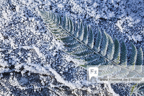 Hoar frost on green fern frond (Pteridium aquilinum  Pteridopsida) lying on frost covered ground  Switzerland