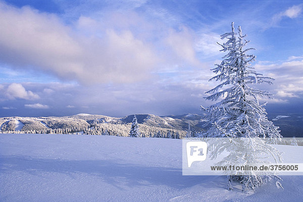 Snow covered hills and trees of the Black Forest behind a lone snow-covered tree in a field  Black Forest  Baden-Wuerttemberg  Germany
