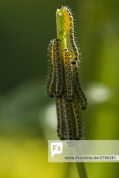 Weißlingsraupen (Pieridae) fressen an Senfpflanze (Sinapis)