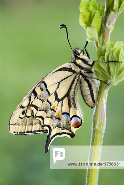 Schwalbenschwanz (Papilio machaon)  Schwaz  Tirol  Österreich  Europa
