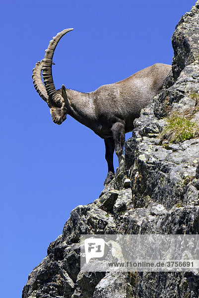 Alpensteinbock  männlich (Capra ibex)  Hohe Geige  Pitztal  Tirol  Österreich  Europa