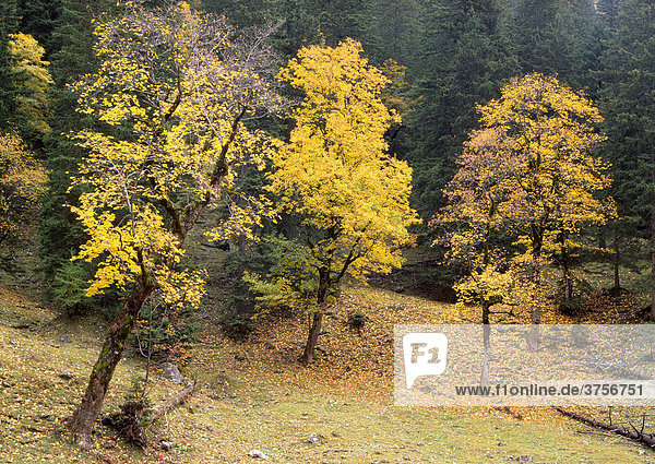 Bergahorn (Acer pseudoplatanus)  Enger-Grund  Karwendelgebirge  Tirol  Österreich  Europa