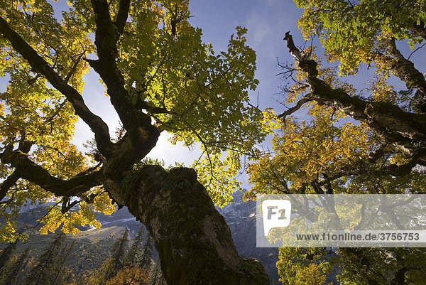 Bergahorn (Acer pseudoplatanus)  Kleiner Ahornboden  Karwendelgebirge  Tirol  Österreich  Europa