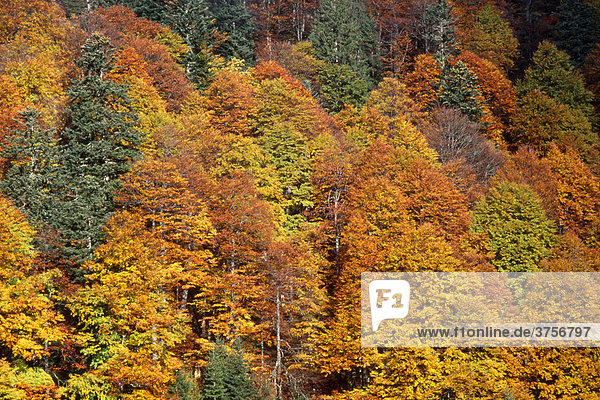 Laubwald im Herbst  Ahornboden  Karwendelgebirge  Tirol  Österreich  Europa