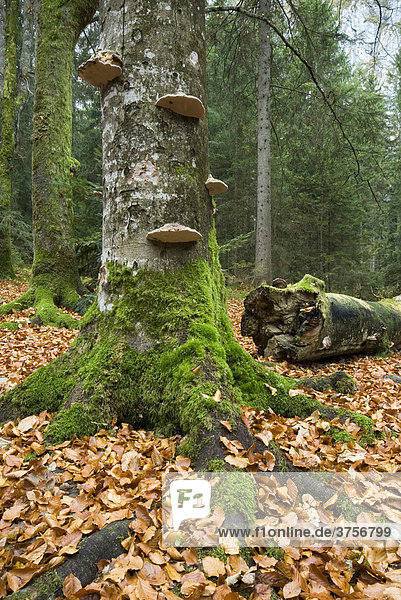 Baumschwämme  Herbstlicher Mischwald  Wimbachgries  Nationalpark Berchtesgaden  Bayern  Deutschland  Europa