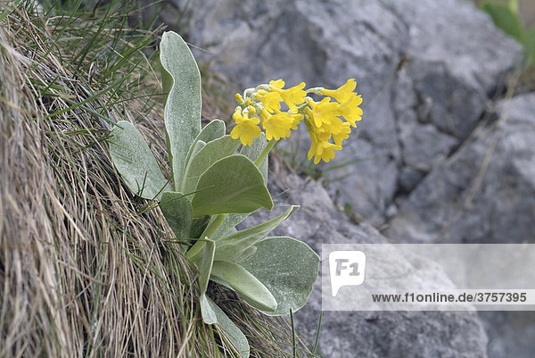 Aurikel  Platenigl (Primula auricula)  Vomperloch  Karwendelgebirge  Tirol  Österreich  Europa