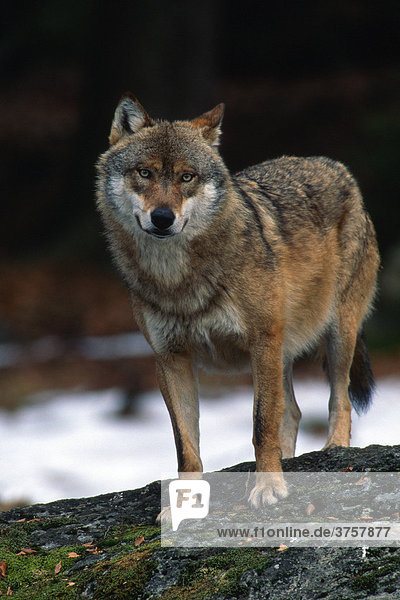 Wolf (Canius lupus)  Nationalpark Bayerischer Wald  Bayern  Deutschland  Europa