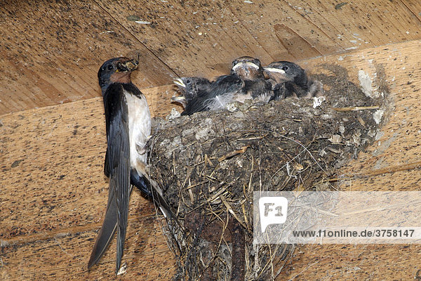 Rauchschwalbe (Hirundo rustica) füttert Jungtiere im Nest  Schwaz  Tirol  Österreich  Europa