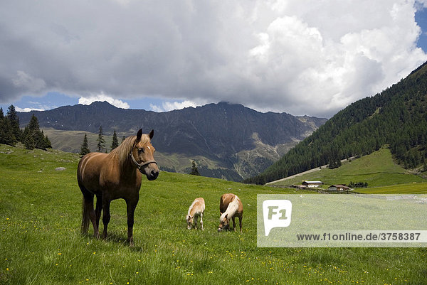 Pferde auf der Alm  Gleirschhöfe  St. Sigmund im Sellrain  Tirol  Österreich  Europa