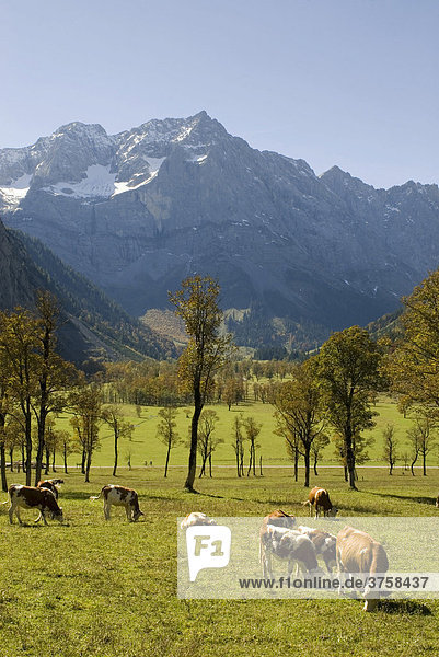 Großer Ahornboden  Karwendel-Gebirge  Tirol  Österreich  Europa