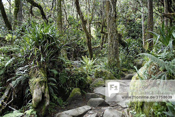 Regenwald  Mount Kinabalu  Sabah  Borneo  Malaysia  Südostasien  Asien