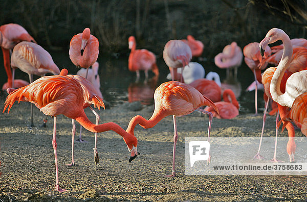 Flamingos (Phoenicopteriformes oder Phoenicopteridae)