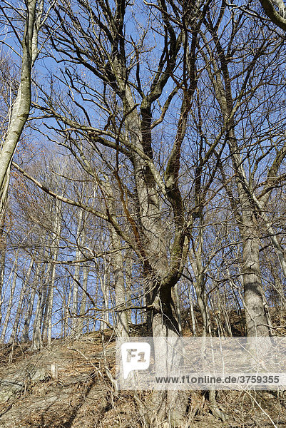 Berghang mit Stieleichen (Quercus robur) und Rotbuchen  (Fagus sylvatica)