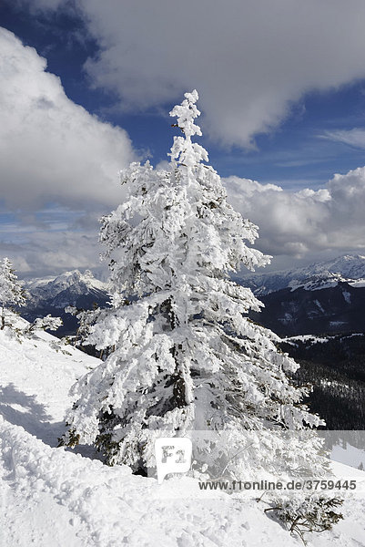 Tief verschneite Krüppel-Fichte (Picea abies) in Hochgebirgslandschaft Chiemgau  Alpen  Bayern  Deutschland  Europa