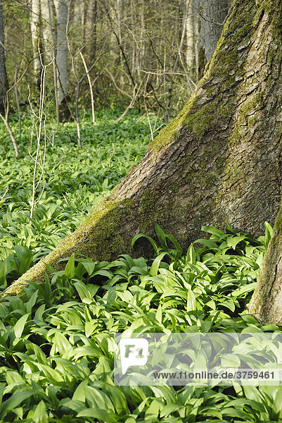 Bärlauch (Allium ursinum) wächst zwischen den Wurzeln eines Ahornbaums  Kaltenaue bei Bad Feilnbach  Bayern  Deutschland  Europa