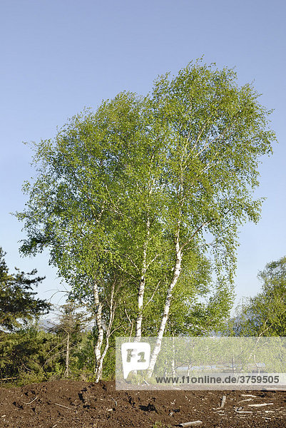 Von Wind gebeugte Baumgruppe von Birken (Betula pubescens) mit frischen Blättern in Moorlandschaft Raubling Bayern Deutschland Europa