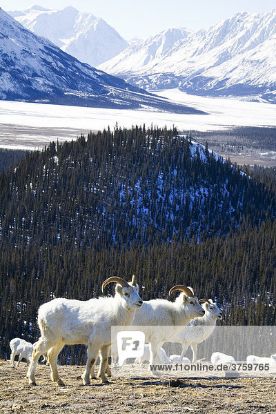 Dall-Schafe  Alaska-Schneeschafe (Ovis dalli)  Sheep Mountain  St. Elias Range  Kluane National Park  Yukon Territory  Kanada  Nordamerika