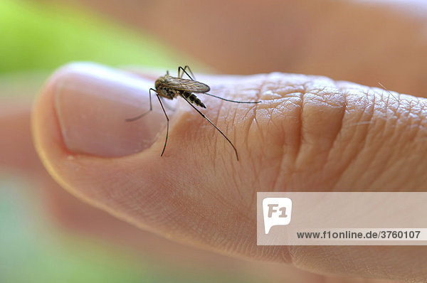 Gemeine Stechmücke (Culex pipiens) sitzt an einem Finger