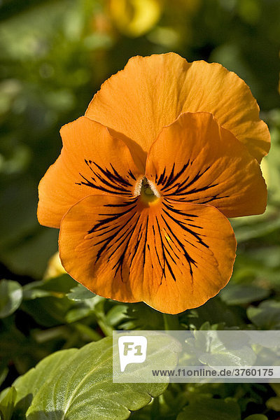 Stiefmütterchen  Garten-Stiefmütterchen (Viola x wittrockiana F1 Hybride)  Blüte