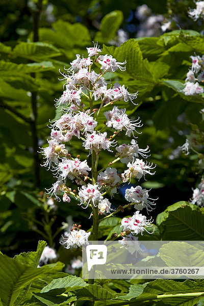 Rosskastanie (Aesculus hippocastanum)  Blüten