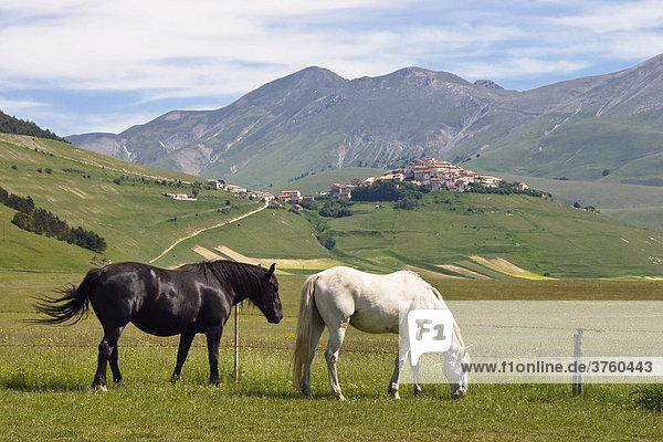 Pferde vor Castelluccio  Piano Grande  Umbrien  Italien  Europa