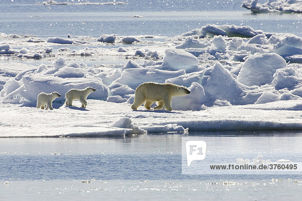 Eisbär mit Jungen (Ursus maritimus) auf Eisscholle  Svalbard  Norwegen  Europa