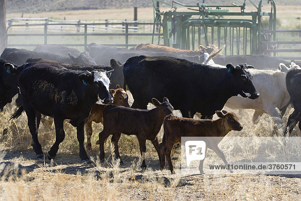 Rinder auf Farm  Oregon  USA