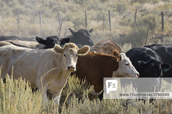 Cattle on farmland  Oregon  USA