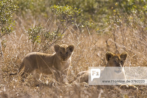 Junger Löwen (Panthera leo)  Kruger-Nationalpark  Südafrika  Afrika