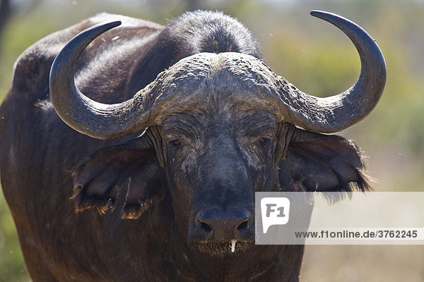 Kaffernbüffel  Kruger-Nationalpark  Südafrika