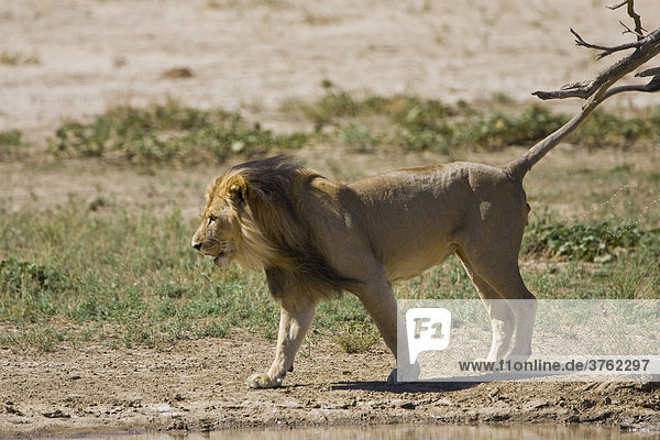 Löwe (Panthera leo) beim Markieren des Reviers  Südafrika  Afrika