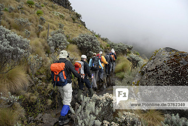Trekkinggruppe auf nassem Pfad in durchs Moor in den Nebel Mount Kenia Nationalpark Kenia