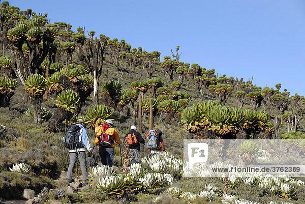Group of trekkers between endemic giant groundsel (Senecio keniodendron) and Lobelias on Mackinder's Route Mount Kenya National Park Kenya