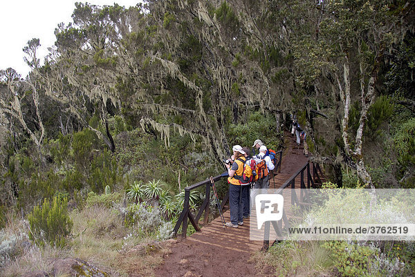 Group of trekkers on a bridge in misty erica-forest covered with lichens Marangu Route Kilimanjaro Tanzania