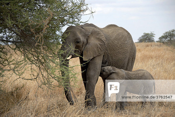 Afrikanischer Elefant (Loxodonta africana) und Junges fressen Akazien in der Savanne Tarangire Nationalpark Tansania