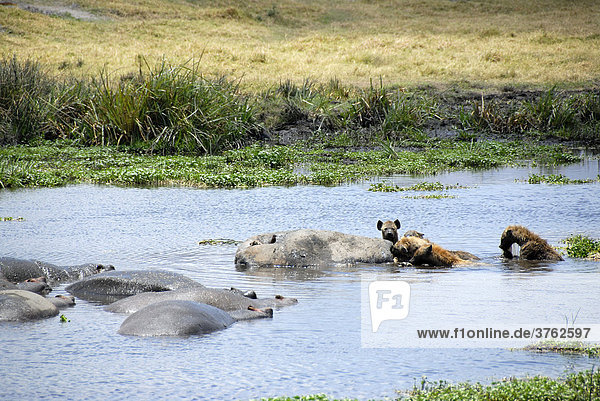 Tüpfelhyänen (Crocuta crocuta) fressen totes Flusspferd (Hippopotamus amphibius) im Wasser Ngorongoro Krater Tansania