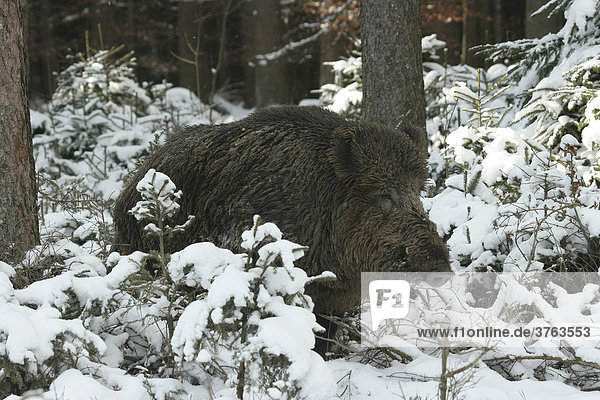 Wild Boar (Sus scrofa) male in winter forest