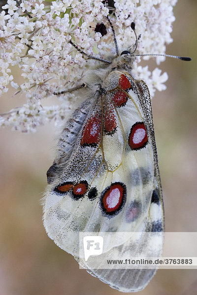 Mountain Apollo butterfly (Parnassius apollo)  Eichstaett  Bavaria  Germany  Europe