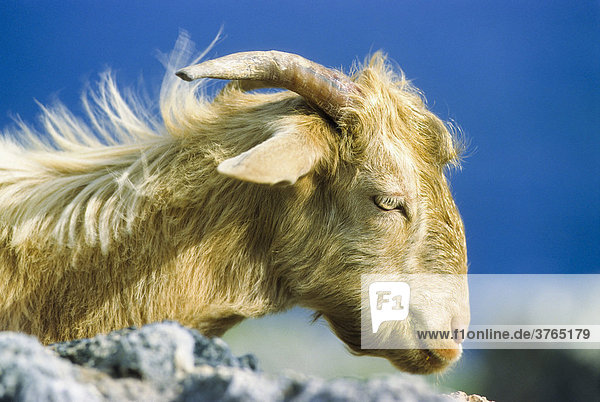 Goat  portrait  Crete  Greece