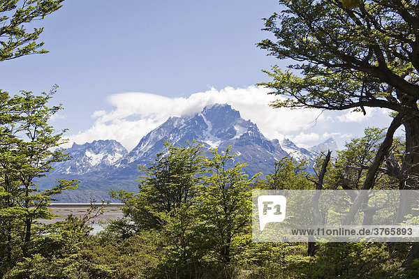 Torres del Paine Grande peaks seen from Logo Grey  Torres del Paine National Park  Patagonia  Chile  South America