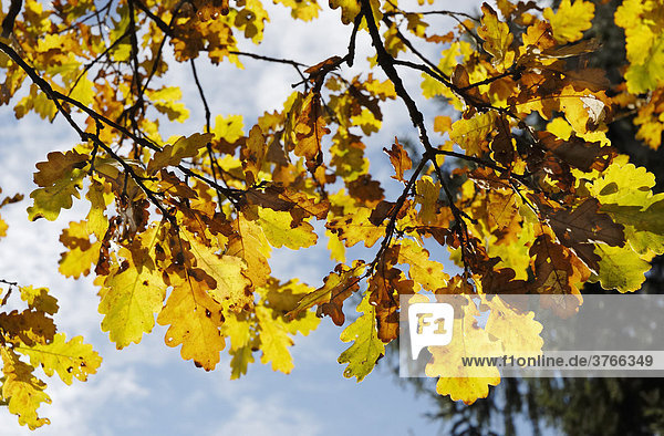 Eichenblatt Farbaufnahme Farbe Herbst