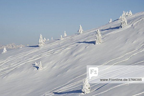 Bergflanke mit eingeschneiten Jungfichten und Skispuren in den tiroler Bergen Wildschönau Österreich