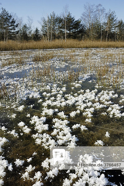 Rauhreifkristalle wachsen auf Spiegeleis in das Algen und Pflanzenteile eingeschlossen sind hinten Moorlandschaft Nicklheim Deutschland
