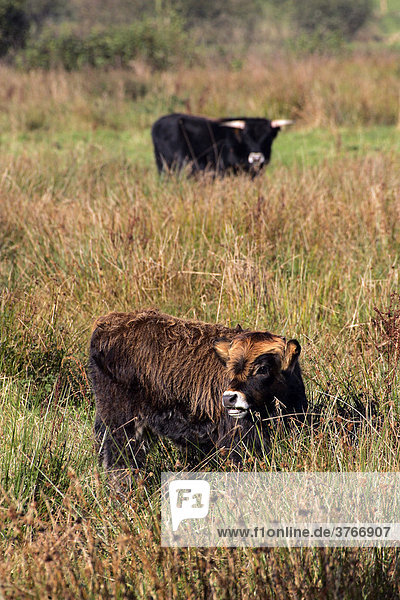 Heckrinder - Heckrind - Kalb und Bulle (im Hintergrund) auf herbstlicher Moorwiese Rückzüchtung des Auerochsen (Bos primigenius f. taurus) (Bos taurus taurus)