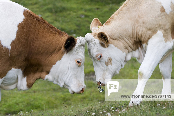 Zwei Kühe  Wiese bei Großglockner Hochalpenstraße  Nationalpark Hohe Tauern  Österreich