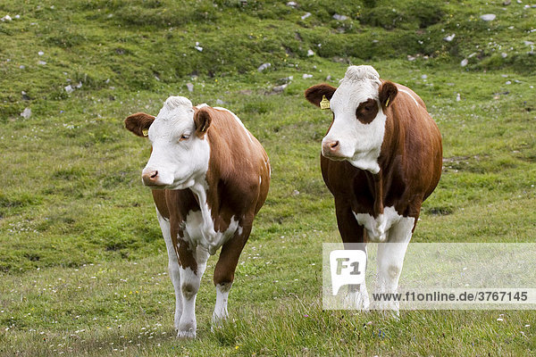 Zwei Kühe schauen zur Seite  Wiese bei Großglockner Hochalpenstraße  Nationalpark Hohe Tauern  Österreich