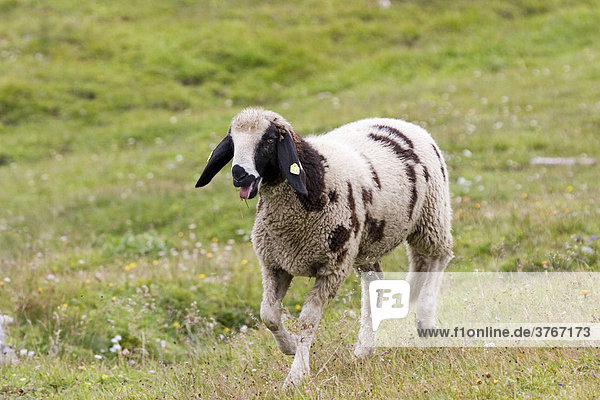 Blökendes Schaf auf einer Wiese  Nationalpark Hohe Tauern  Österreich