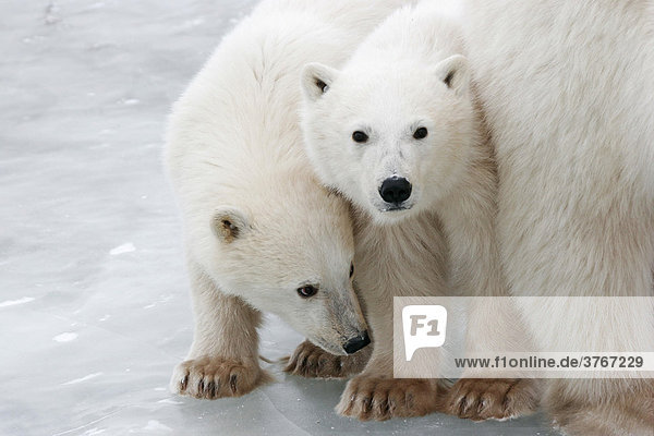 2 junge Eisbären (Ursus maritimus)  Churchill  Manitoba  Kanada