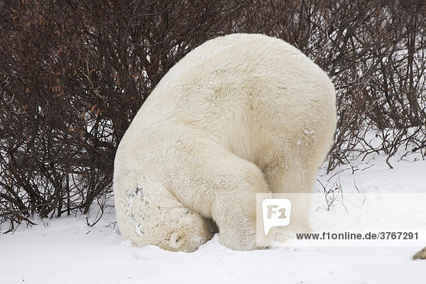 Eisbär (Ursus maritimus) macht Purzelbaum  Churchill  Manitoba  Kanada