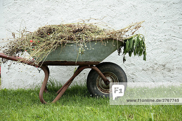 Wheelbarrow filled with hay